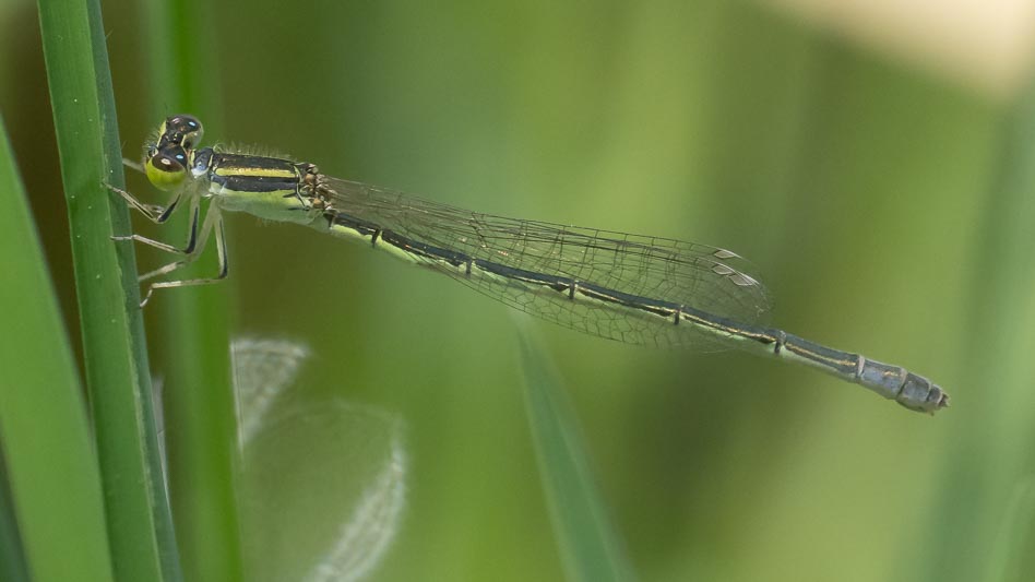 Ischnura aurora (Aurora Bluetail) female 3.jpg